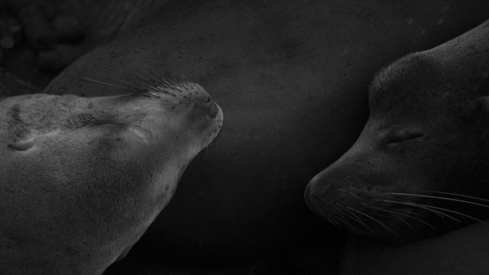 Sea Lions at Santa Cruz