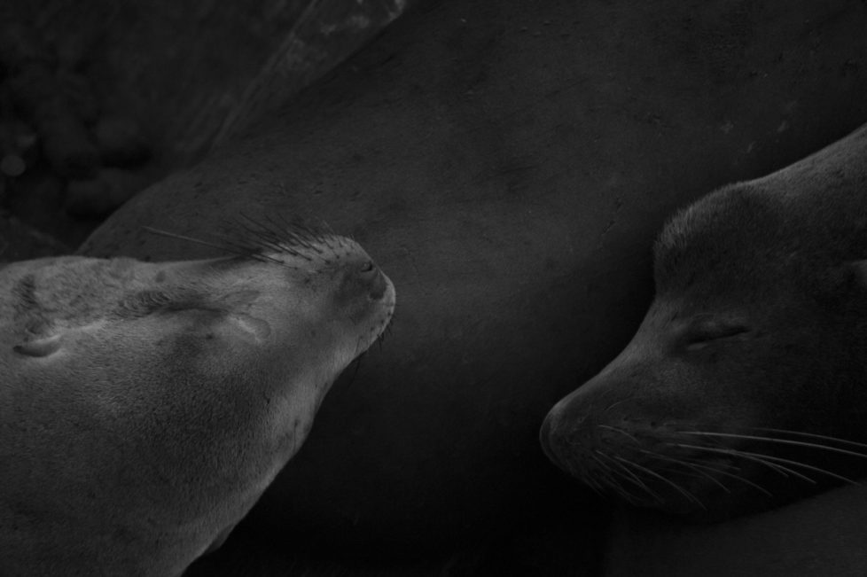 Sea Lions at Santa Cruz